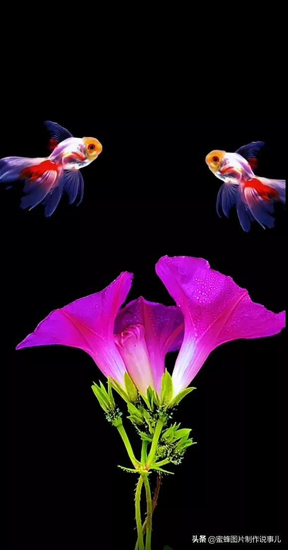 腊梅图片，一花一世界（腊梅图片）