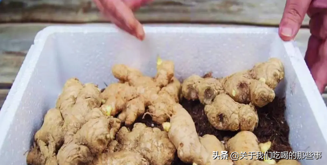 生姜如何长期保存方法，新鲜生姜怎样长期储存（保存生姜不用放冰箱）