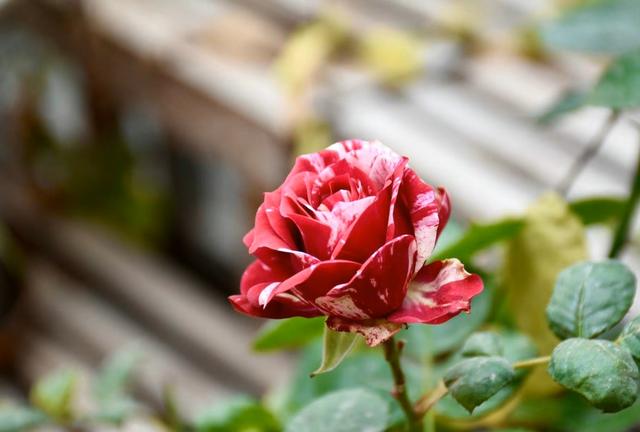 姬金鱼草，爱自己才能更好爱他人（姬金鱼草和金鱼草的区别）