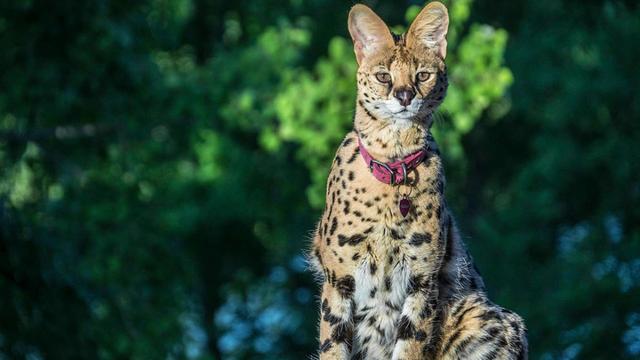 猫的种类图片及名称，猫的种类图片及介绍（猫的种类和性格特点）