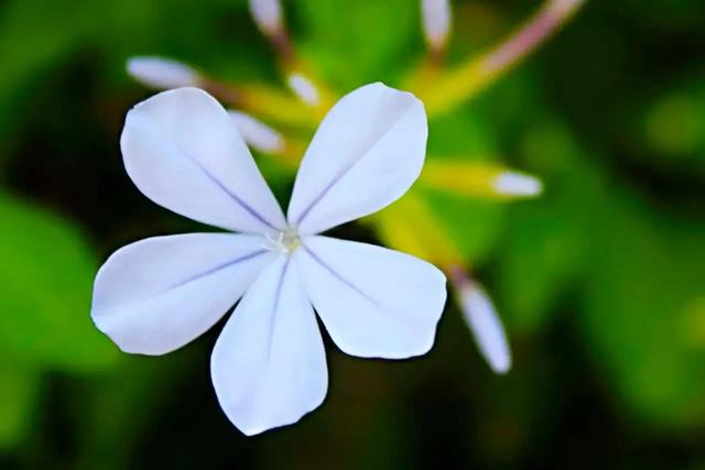 好句子日记摘抄，好句子日记摘抄初中（随手记录生活与心情）