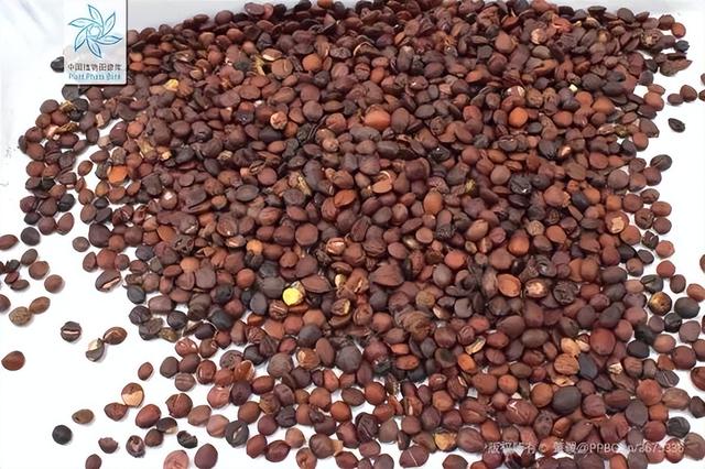 酸枣仁怎么吃，酸枣仁怎么吃法（这个医圣张仲景最爱的“小枣子”）