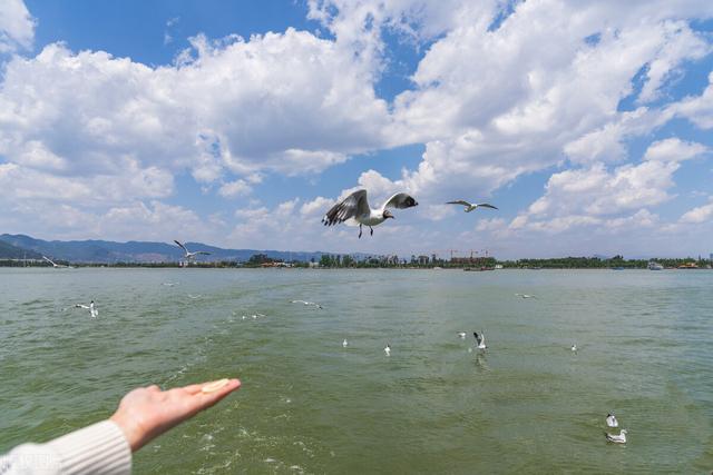 云南旅游景点大全，云南省各州市旅游景点大全（轻松玩转春城昆明）