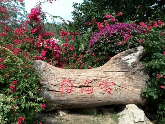春来厦门市梅海岭，别再蛰居在屋里了，踏春赏花正当时