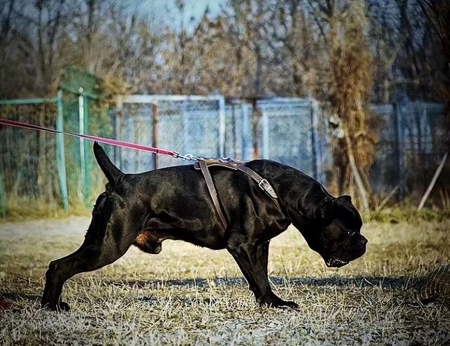 意大利护卫犬,世界"猛犬"排行榜(意大利护卫犬卡斯罗图片)