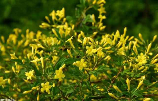 冬季里最耐寒的15种花卉，冬季里最耐寒的15种花卉庭院（小院可以种40种花）