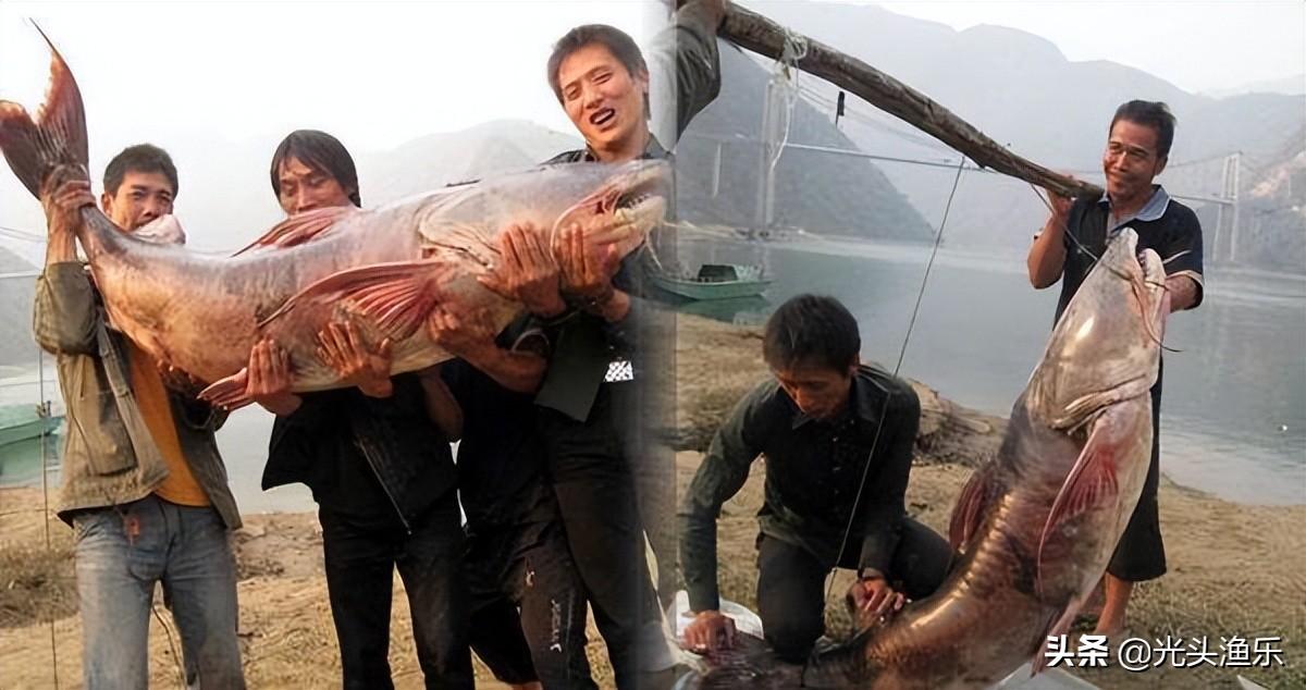 巨型淡水鱼有哪些，中国七大淡水鱼之王图片