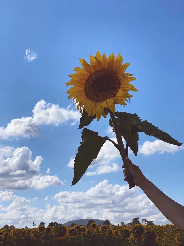 动漫海边（向日葵）少女，微信头像，动漫海边（向日葵）少女（听说每个喜欢向日葵的女孩）