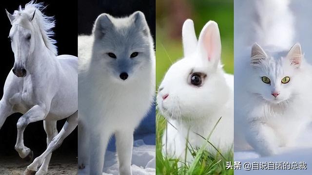 鹿血酒多少钱一瓶，鹿血酒一瓶500ml要多少钱（这是人们认为它是仙兽真正的原因）