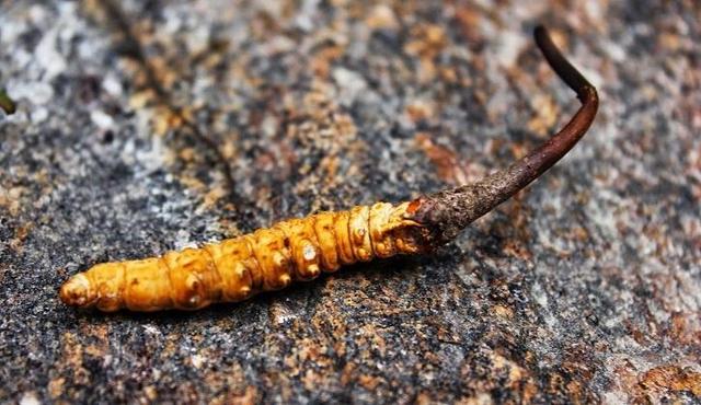 食用菌菇类十大排名，十大最好的菌菇排名是什么（盘点世界上最贵的菌菇）