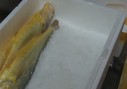 卖金鱼好赚吗，金鱼生意怎么样（别人不支持他偏要瞎折腾）