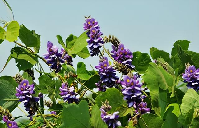 葛花茶要如何泡，葛花怎样制作成花茶（它便是“千杯不醉野葛花”）