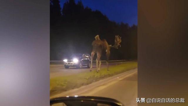 鹿血酒多少钱一瓶，鹿血酒一瓶500ml要多少钱（这是人们认为它是仙兽真正的原因）