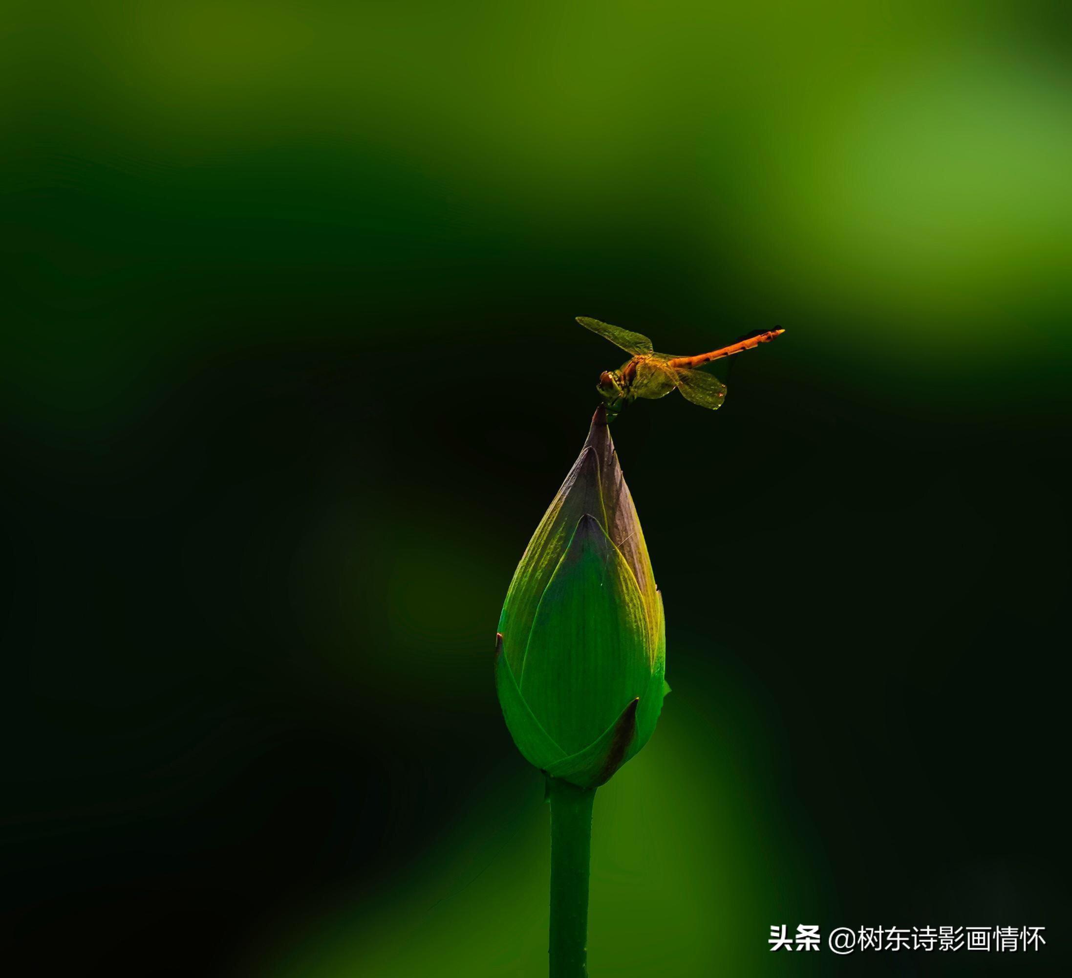 荷花出淤泥而不染(荷花出淤泥而不染比喻人)插图(6)