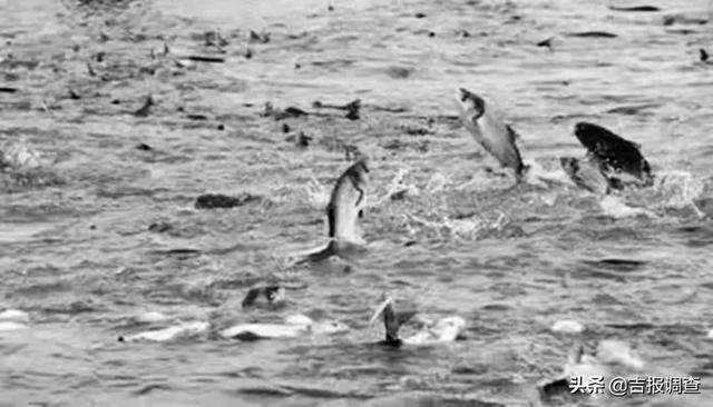 白色的鱼是什么鱼，全身白色的观赏鱼是什么鱼（乾隆曾赞不绝口的“清蒸白鱼”）