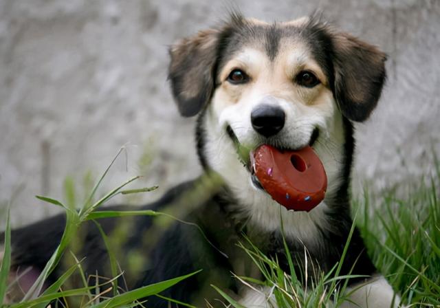 狗狗泪痕怎么快速解决，眼睛常见难题之泪痕