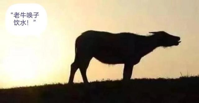 关于母爱的故事，关于母爱的文章（母爱最伟大——老牛索水的故事）