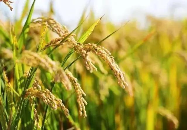 自己在家怎样做顺星,顺星节能锅炉(燃灯顺星敬八仙) 自己在家怎样做顺星,顺星节能锅炉(燃灯顺星敬八仙)