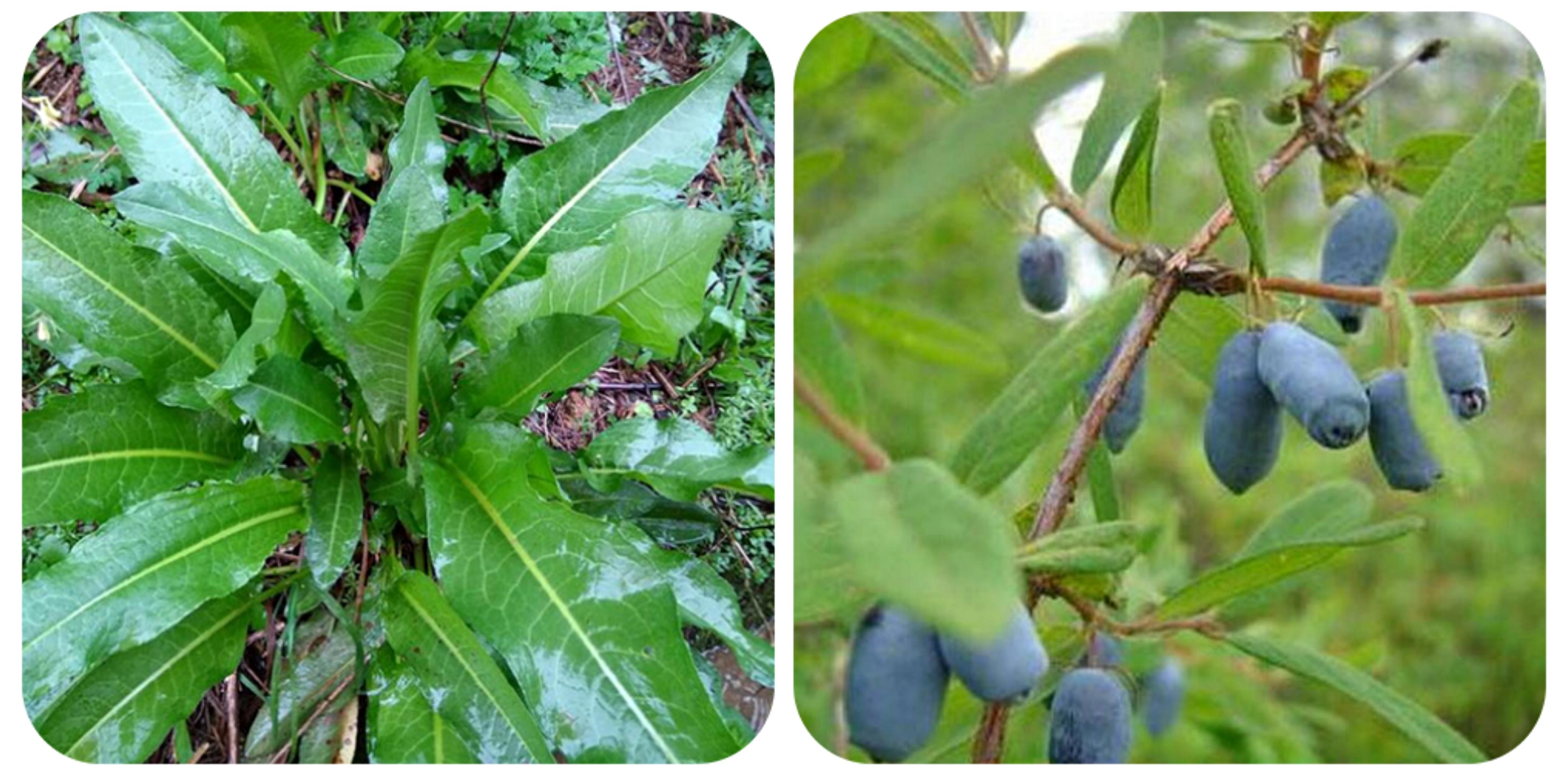 請簡單介紹一種野菜(100種野菜名 圖譜) - 彝家農業網