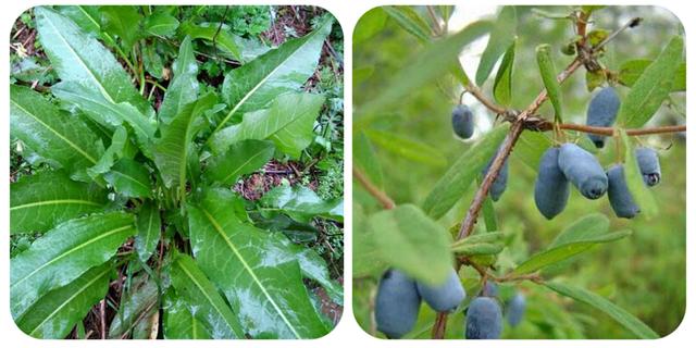 有哪些野菜可以吃，有哪些野菜可以吃视频播放（120种野菜介绍）