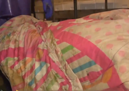 卖金鱼好赚吗，金鱼生意怎么样（别人不支持他偏要瞎折腾）