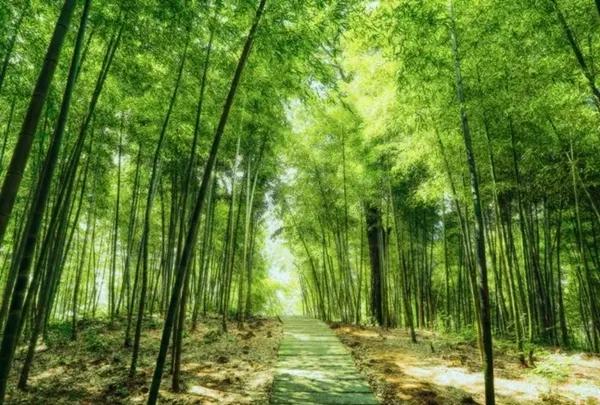 贵州旅游十大景点，贵州旅游十大景点排名千户苗寨（贵州十大冷门景点）