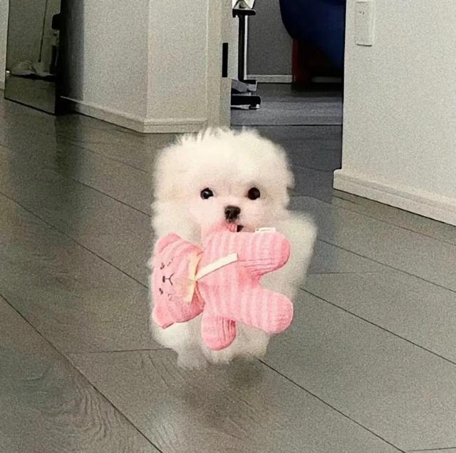 动物男头（你喜欢就好），微信头像，动物男头（你喜欢就好）（可爱头像‖很精致的小动物）