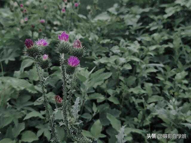 天蓝色用什么颜色调的，天蓝色用什么颜色调的颜料（教你用手机修图调色）