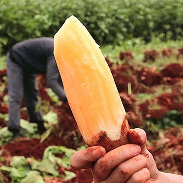 雪莲果图片，这13种水果因为名字被误解（雪莲果图片叶子图片）