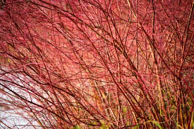 西洋接骨木的习性和用途详解，西洋接骨木的功效（40种适合庭院花园的常见灌木植物）