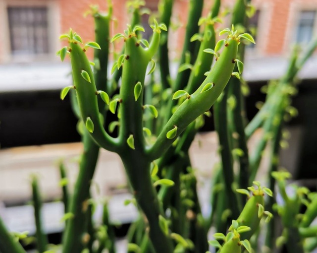 法国香水花，香水米兰花图片（4种有毒花）