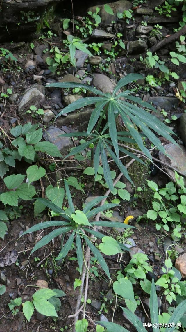 曼陀罗花的图片，曼陀罗花是什么（301味中药材的原植物彩色图谱）