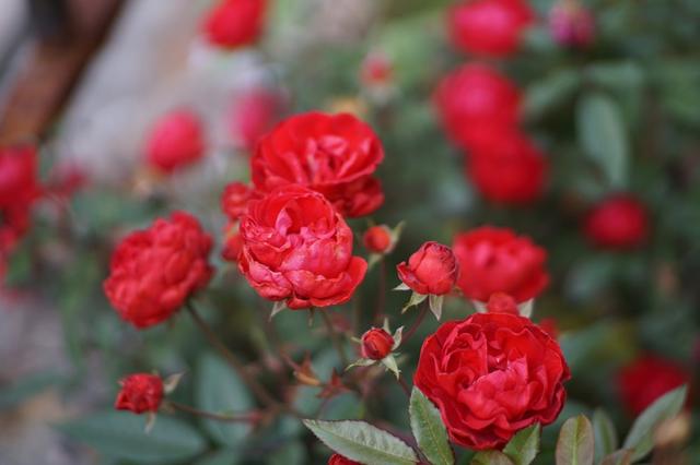 七月二十八是什么星座，农历七月十五日是什么星座（7月28日-8月3日星座运势）