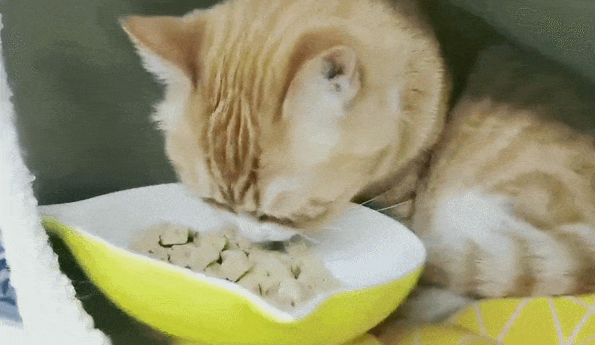 养猫训猫技巧，如何正确训练猫咪
