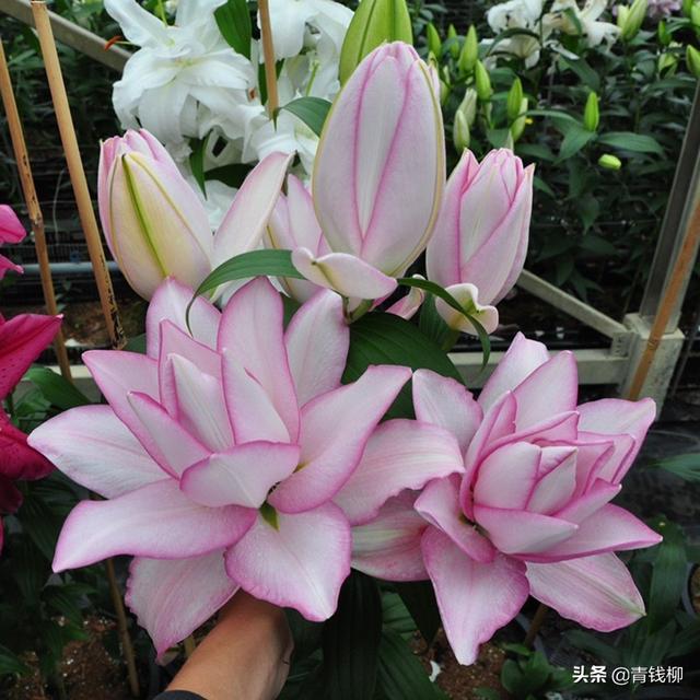 切花百合栽培技术，简要说明百合切花栽培花期调节技术（上海地区切花重瓣亚洲百合周年高效栽培技术）