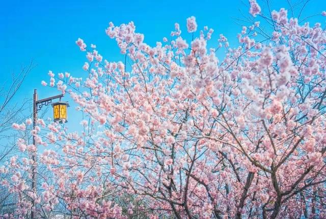 花开见佛的意思，花开见佛的意思和造句（鉴真樱花季 ， 花开见佛）