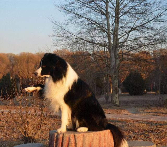 如何训练边境牧羊犬，怎样训练边境牧羊犬（边牧怎么训练）