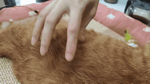 怎样抱猫咪最舒服，怎样抱猫咪最舒服图片（史上最全猫咪按摩宝典）