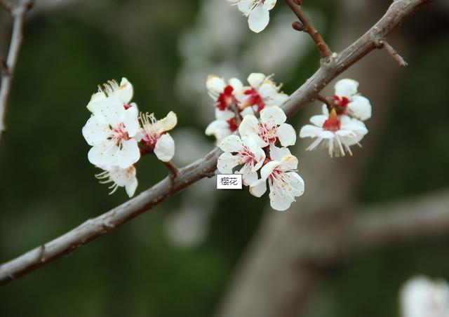 桃花长什么样子，桃花的样子是怎样的（这些特点记住就能区别开）