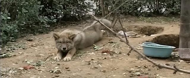 狼的寿命，北极狼的寿命（2008年陕西男子捡到一条“狗”）