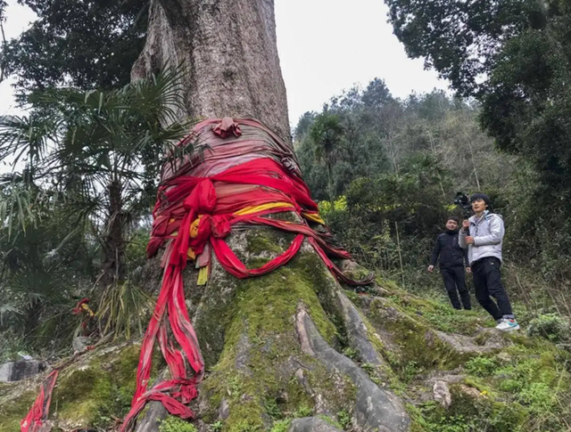 金丝楠木现在的市场价是多少，金丝楠木价值（树苗才12元为何没人种）