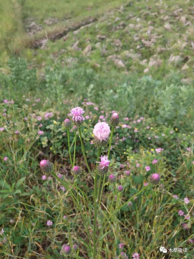 那些四月里开出绚烂花儿的野生植物们，四月有什么花开花