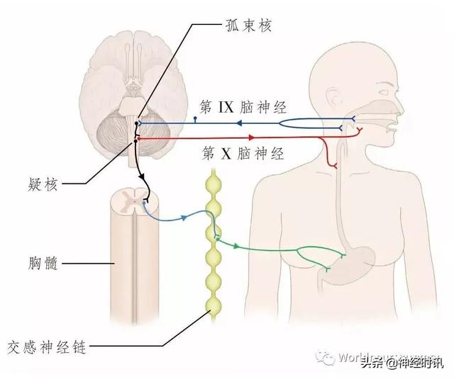 属于膜迷路的结构是，属于膜迷路的结构是蜗管蜗顶（彩图经典版│脑神经和脑神经核解剖）