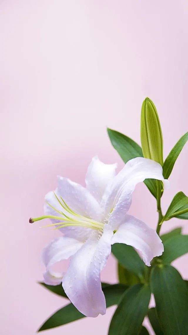 百合花仙子图片大全(花中的仙子一一百合花壁纸) - 彝家农业网