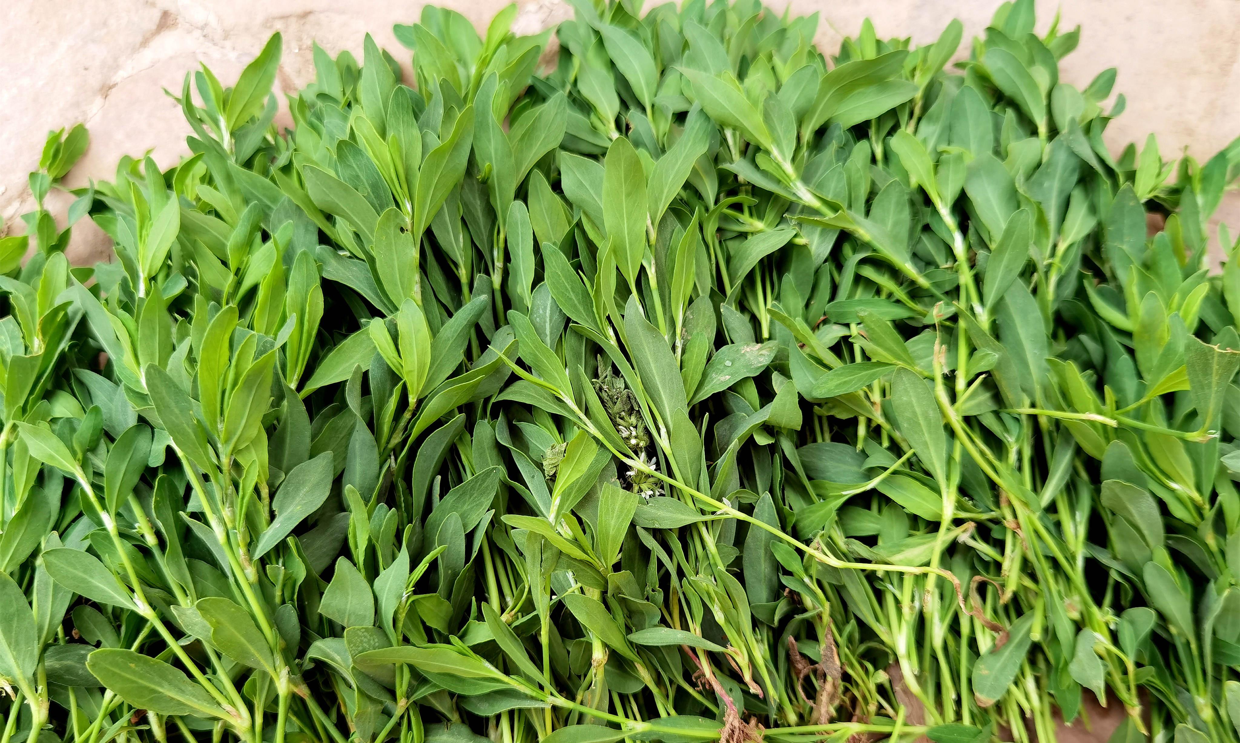 荠菜长什么样子的图片,荠菜,蒲公英靠边站-相术-荣耀易学