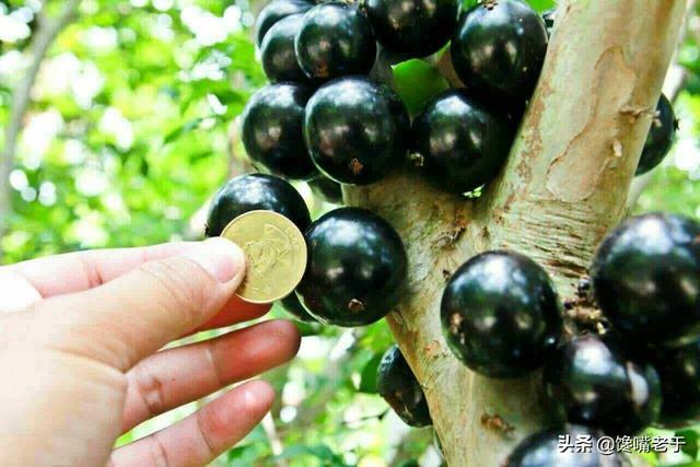 怎么挑选嘉宝果，怎么挑选嘉宝果选树叉多的好吗（惊蛰过后：无论有钱没钱）