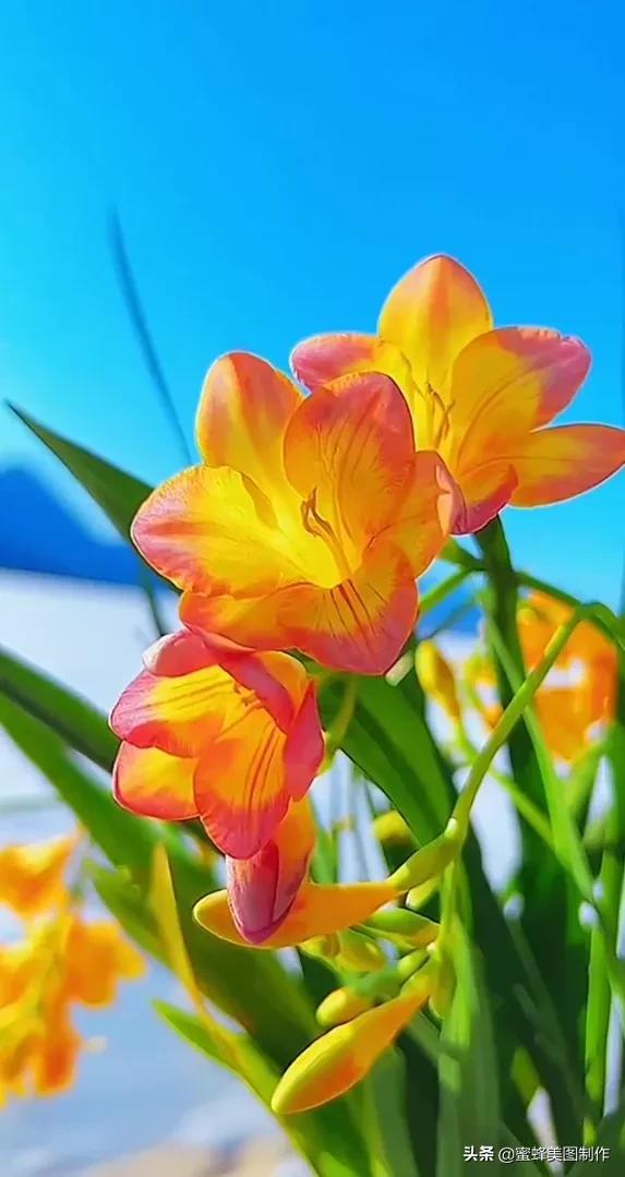 唯美花朵清新美图,图片唯美 最新图片(一束鲜花醉蓝天)