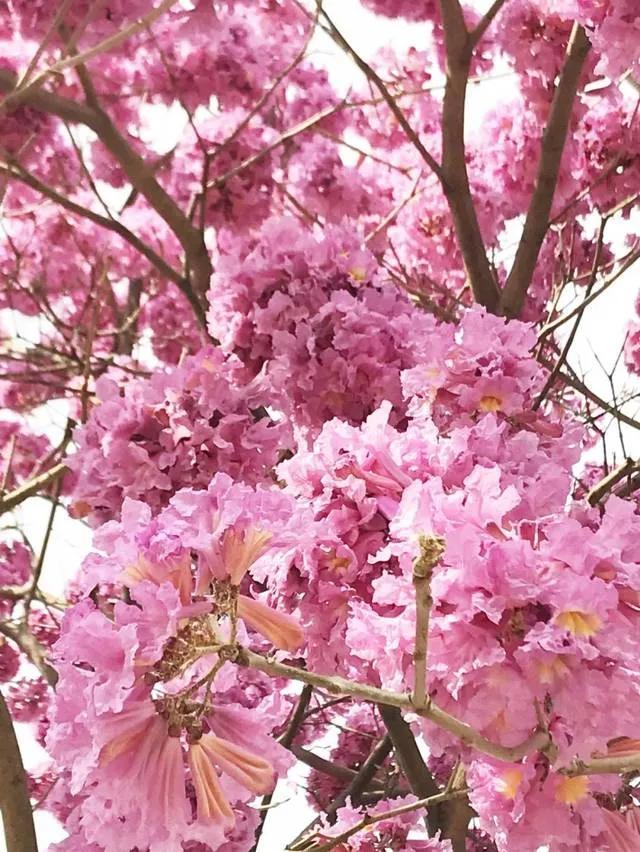 紫花风铃木可以盆栽吗，紫花风铃木北方能成活吗（分享——紫花风铃木）