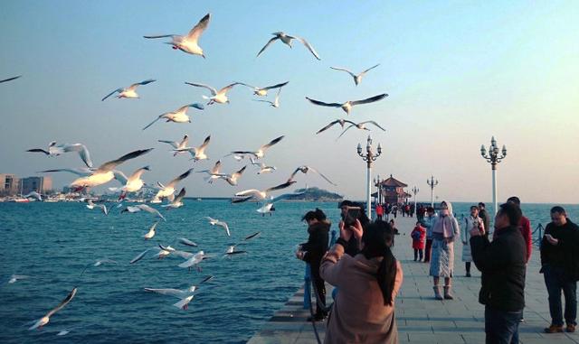 楼顶发现一只海鸥，偷喝游客遗漏的酒