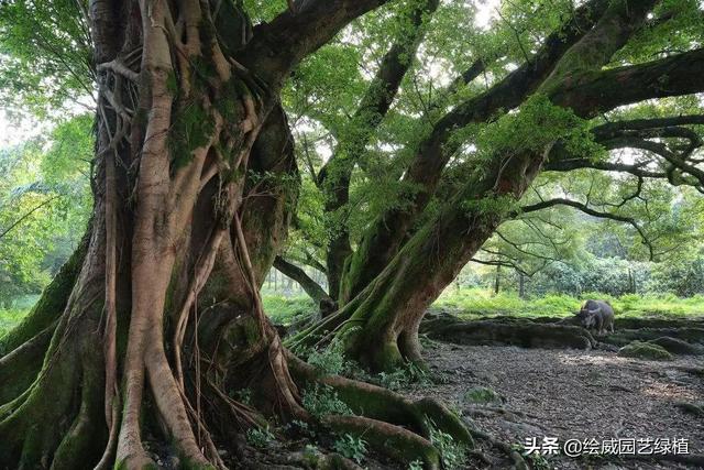 怎么养佛花千瓣金莲，千叶佛莲花怎么养（最有佛性的“五树六花”这些禅意绿植放在家里好养又增光）